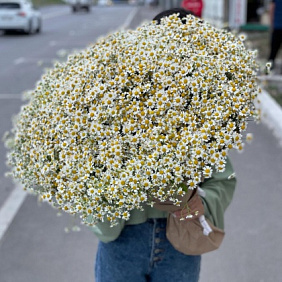 Букет из 101 ромашек