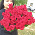 59 красных роз - Фото 3