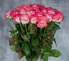 Букет 21 розовая роза Джумелия 60см
