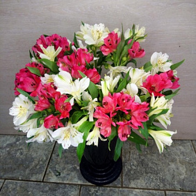 Альстрамерия 15