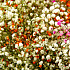 Букет цветов Радужное облако №161 - Фото 3