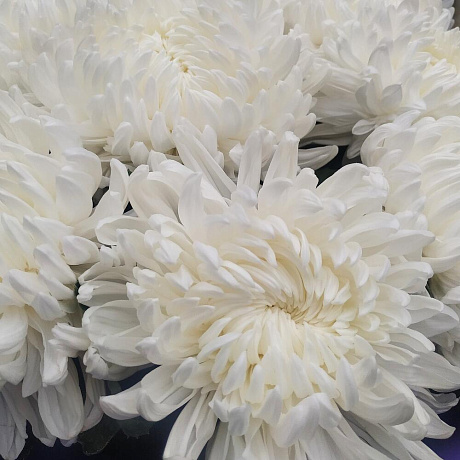 Букет Антонов - Фото 6