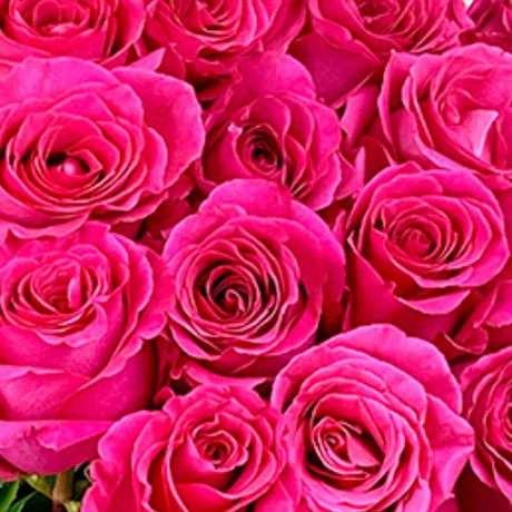 Розы сорта «Пинк флойд» 60-70 - Фото 2