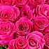 Розы сорта «Пинк флойд» 60-70 - Фото 2