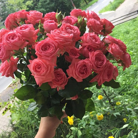 Кустовая роза Барбадос №167