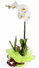 Орхидея Фаленопсис 1 ствол