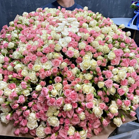 201 роза кустовая