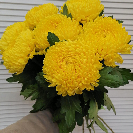 Ароматная крымская хризантема  - Фото 3