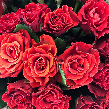 Букет из 31 красной розы - Фото 6