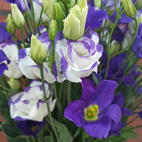 Букет Нежность лизиантуса - Фото 4