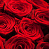 Роза сорта Red Naomi 50 см - Фото 2