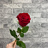 Роза VIP Premium Колумбия 40 см - Фото 1
