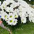 Хризантема кустовая 5 - Фото 3