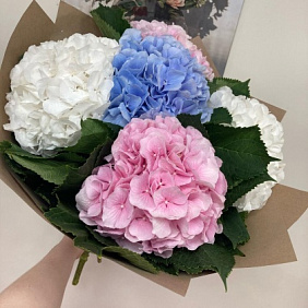 Букет из 5 гортензий №167