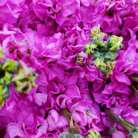 Букет из розовой маттиолы №160 - Фото 6