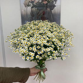 Букет из 25 ромашек №161