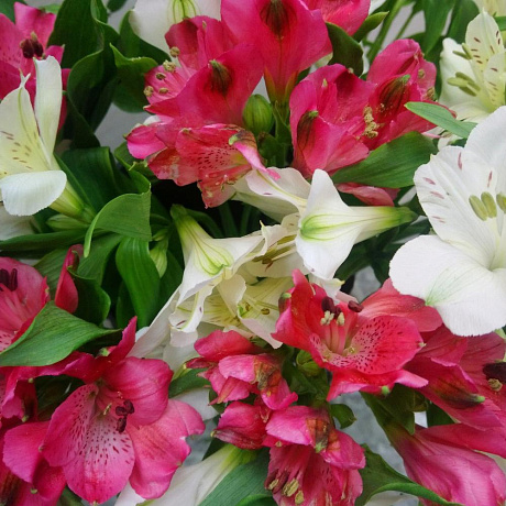 Альстрамерия 15 - Фото 3