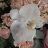 Букет цветов Моккачино №160 - Фото 4