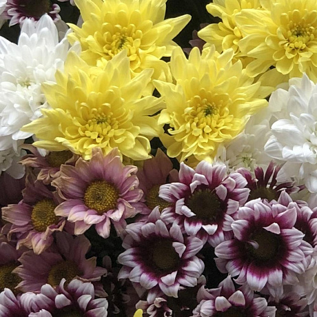 35 кустовых хризантем - Фото 4