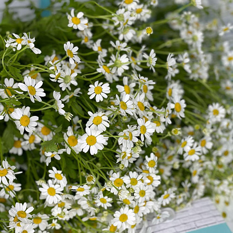 15 танацетума - Фото 3