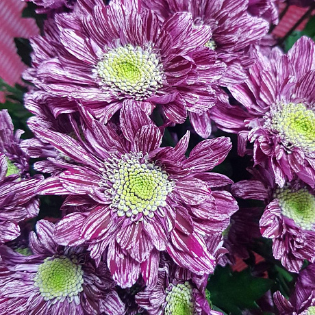 Букет с хризантемами №318 - Фото 5