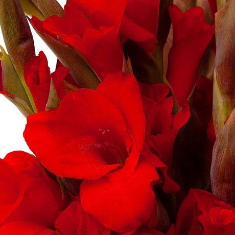 Букет-соло красных гладиолусов - Фото 5