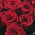 15 красных роз на 1 сентября - Фото 6