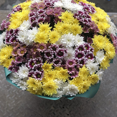 35 кустовых хризантем - Фото 3