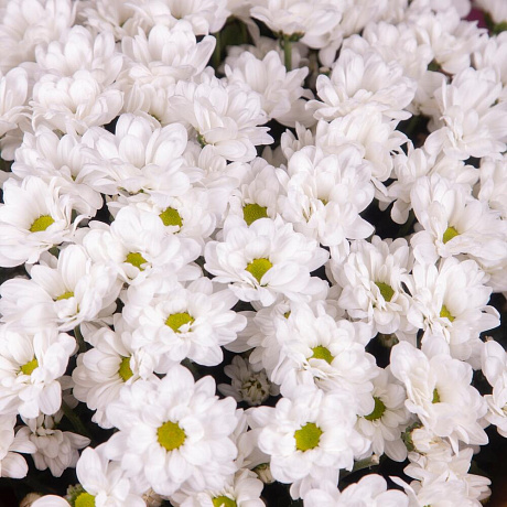Букет из 15 белых хризантем - Фото 3