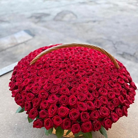Корзина из 501 розы №161