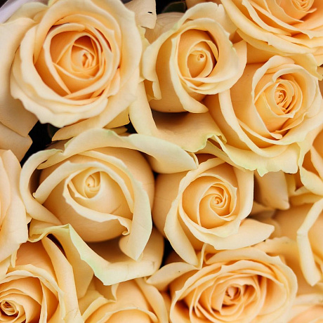 Розы. Букет из 19 кремовых роз. N652 - Фото 5