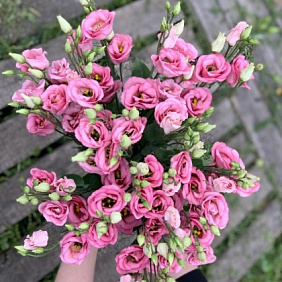 Эустома розовая №161