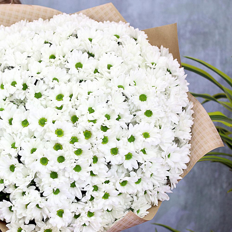 Букет из 51 белой кустовой хризантемы Бакарди - Фото 5