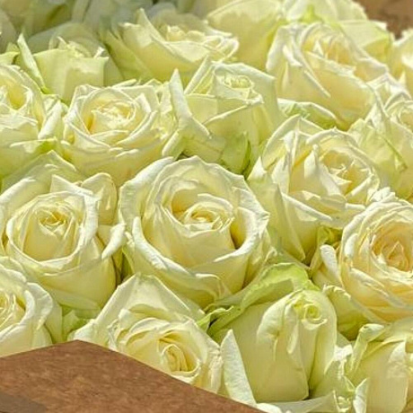 29 белая роза - Фото 5