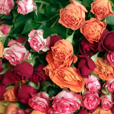 Букет-соло из голландской кустовой розы - Фото 2
