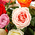 Цветы в корзине 21 розы Аморе мио - Фото 3
