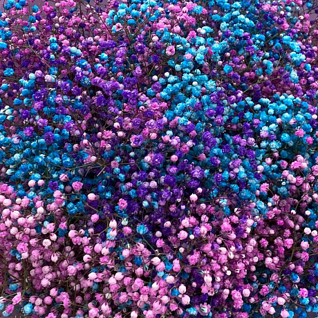 Гифсофила из трёх сортов - Фото 2