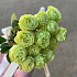 Монобукет 15 Зелёных роз 60см - Фото 4