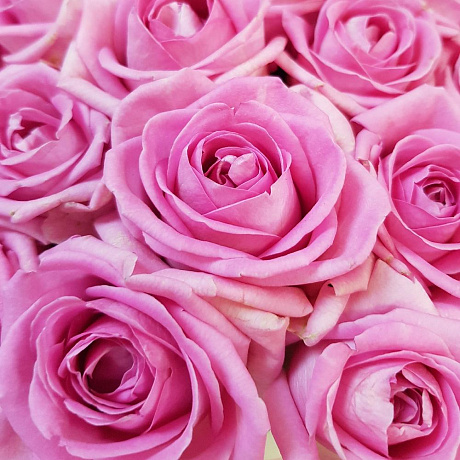 Коробка из 19 розовых роз - Фото 6