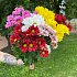 Хризантема кустовая разноцветная 7 - Фото 3