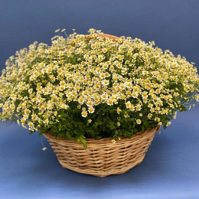 Корзина из 101 ромашки