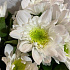 Хризантема кустовая Изи - Фото 6