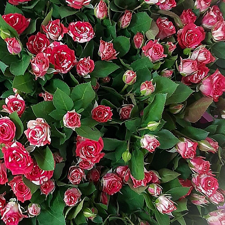 Букет из кустовой розы №160 - Фото 5