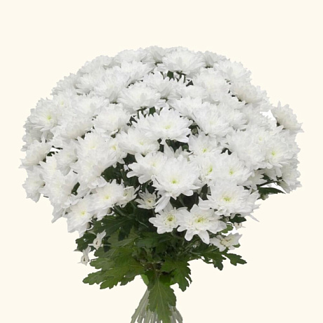 Хризантема кустовая baltica белая - Фото 2