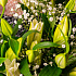 Букет цветов Гран канариа - Фото 5
