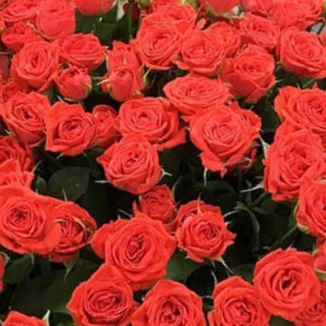 Букет из кустовых роз Ред Фреш - Фото 3