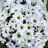 Букет цветов Солнечная корзина №160 - Фото 2