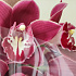 Букеты цветов Ветка орхидеи №160 - Фото 6
