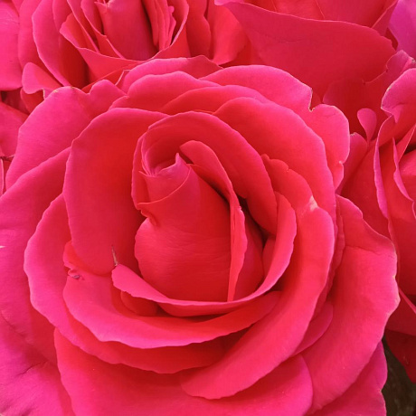 25 ароматных роз 70 см - Фото 2