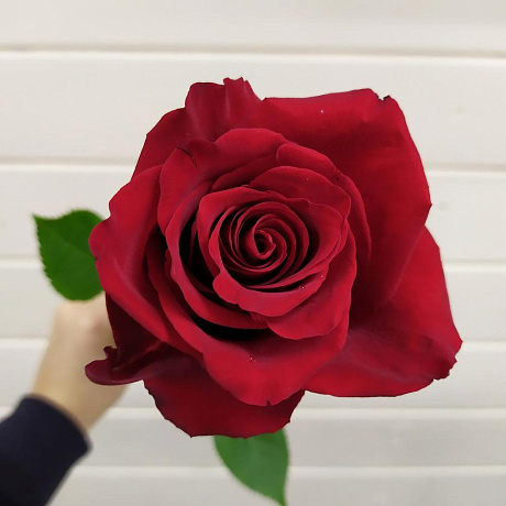 Роза Эквадор 60 см - Фото 2